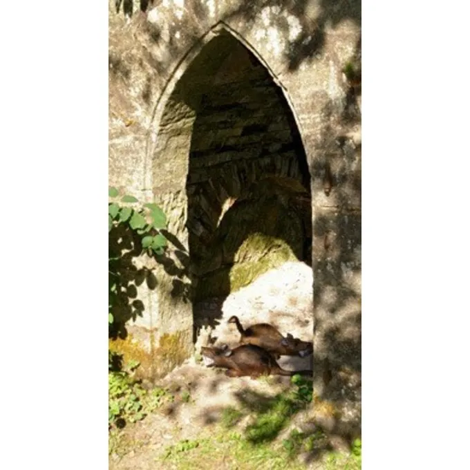 Le Rat Musqué 3D 5 Le Rat Musqué 3D – Image 5